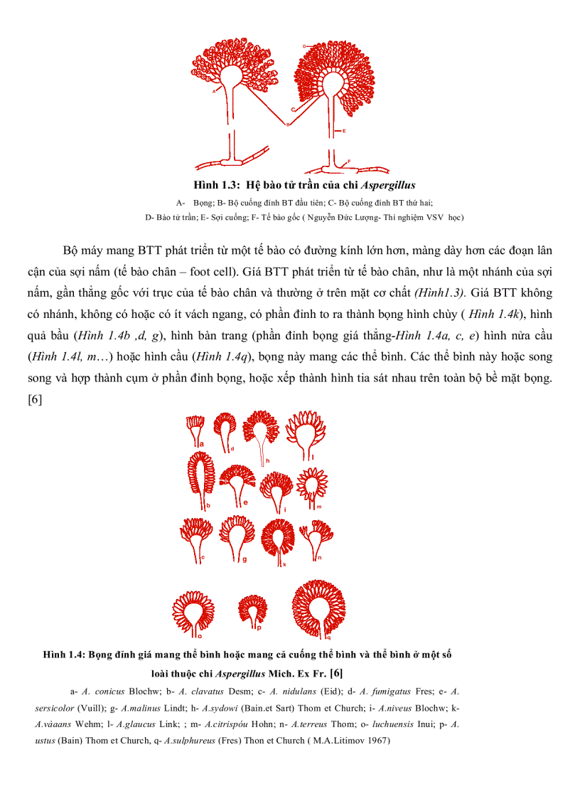 image for page Khảo sát đặc điểm sinh học một số nhóm nấm sợi từ rừng ngập mặn Cần Giờ TP Hồ Chí Minh