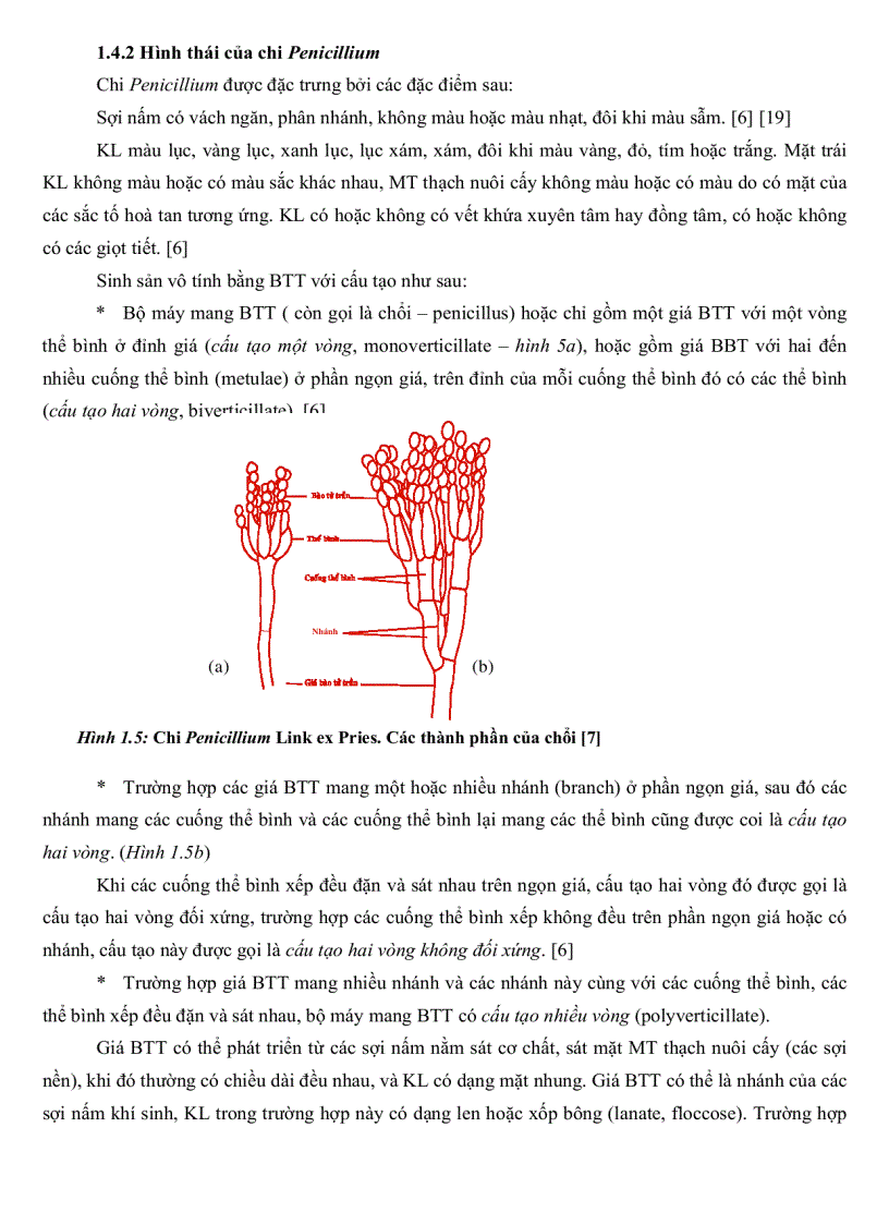 image for page Khảo sát đặc điểm sinh học một số nhóm nấm sợi từ rừng ngập mặn Cần Giờ TP Hồ Chí Minh