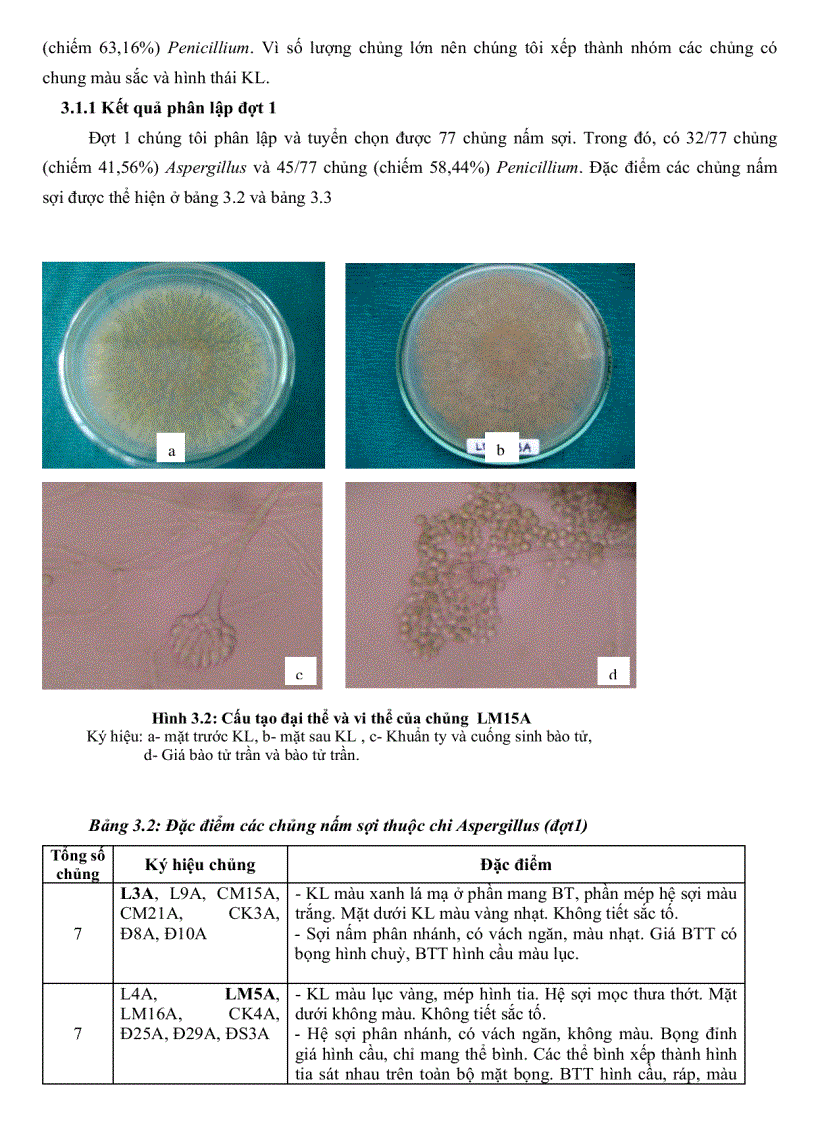 image for page Khảo sát đặc điểm sinh học một số nhóm nấm sợi từ rừng ngập mặn Cần Giờ TP Hồ Chí Minh