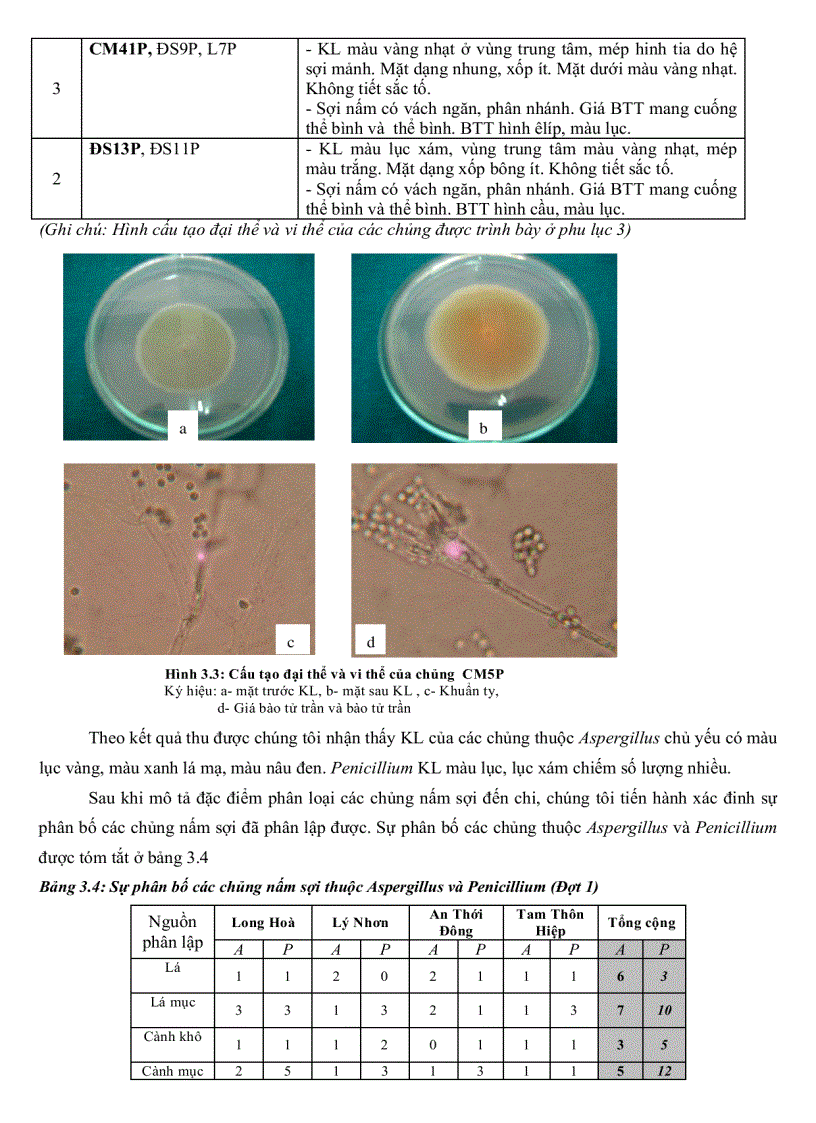 image for page Khảo sát đặc điểm sinh học một số nhóm nấm sợi từ rừng ngập mặn Cần Giờ TP Hồ Chí Minh