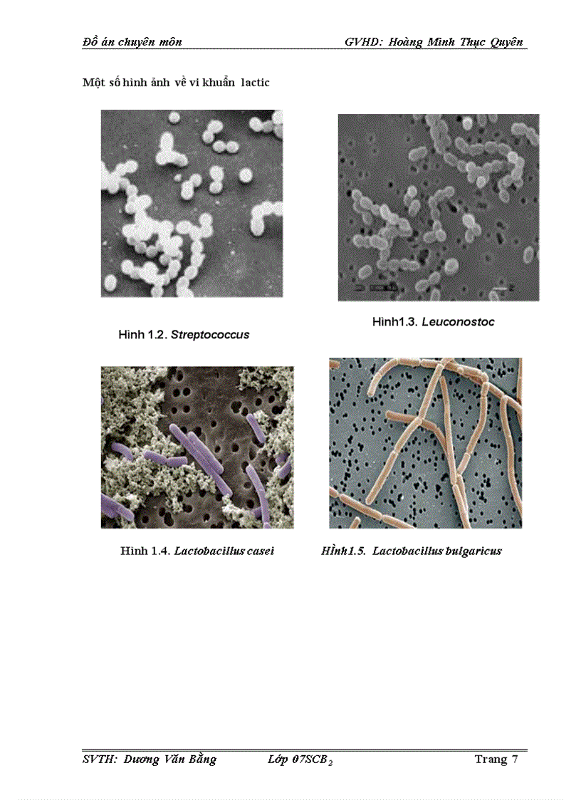 image for page Ứng dụng vi khuẩn lactic trong sản xuât tôm chua