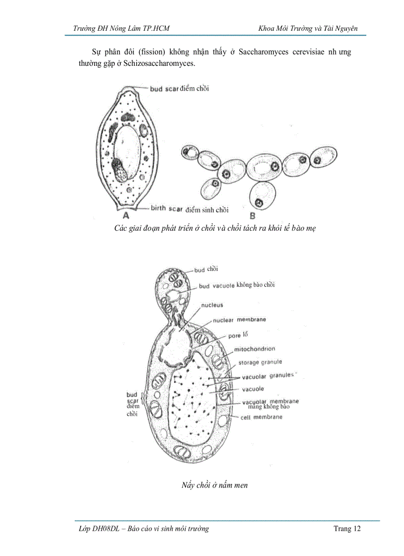 image for page Ứng dụng vi sinh vật trong sản xuất bánh mì