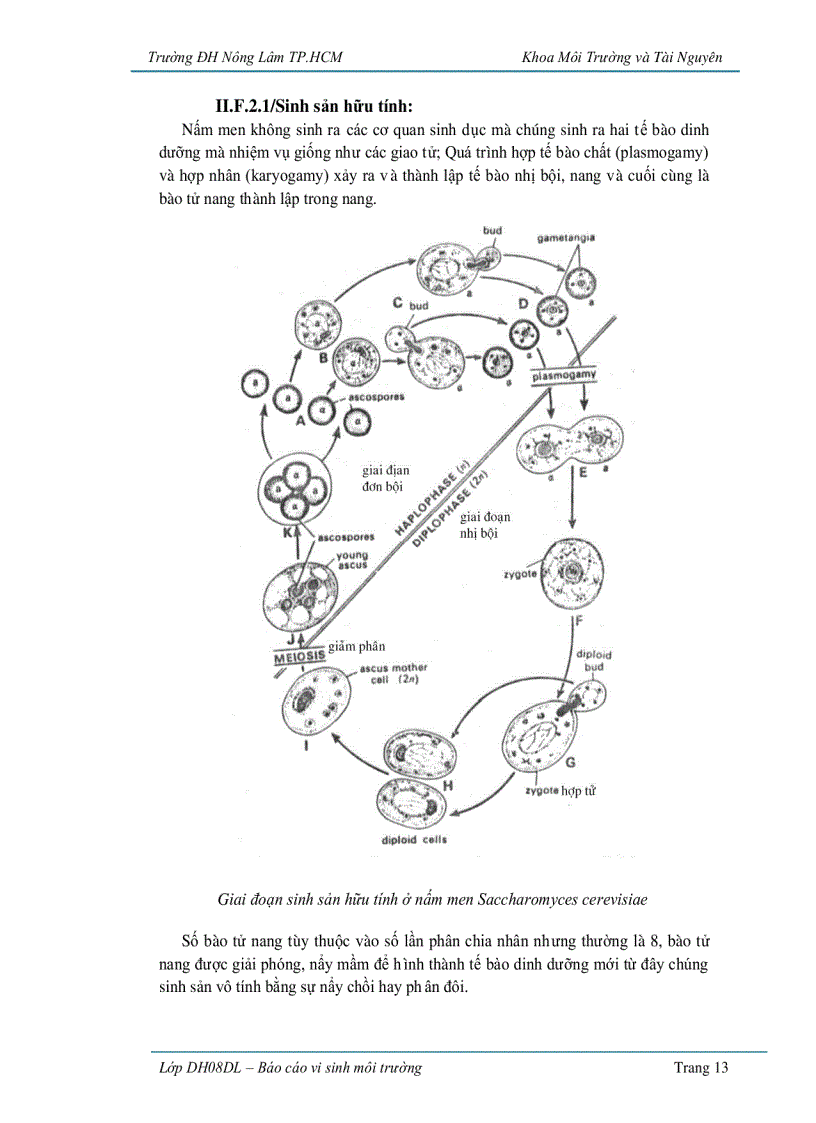 image for page Ứng dụng vi sinh vật trong sản xuất bánh mì