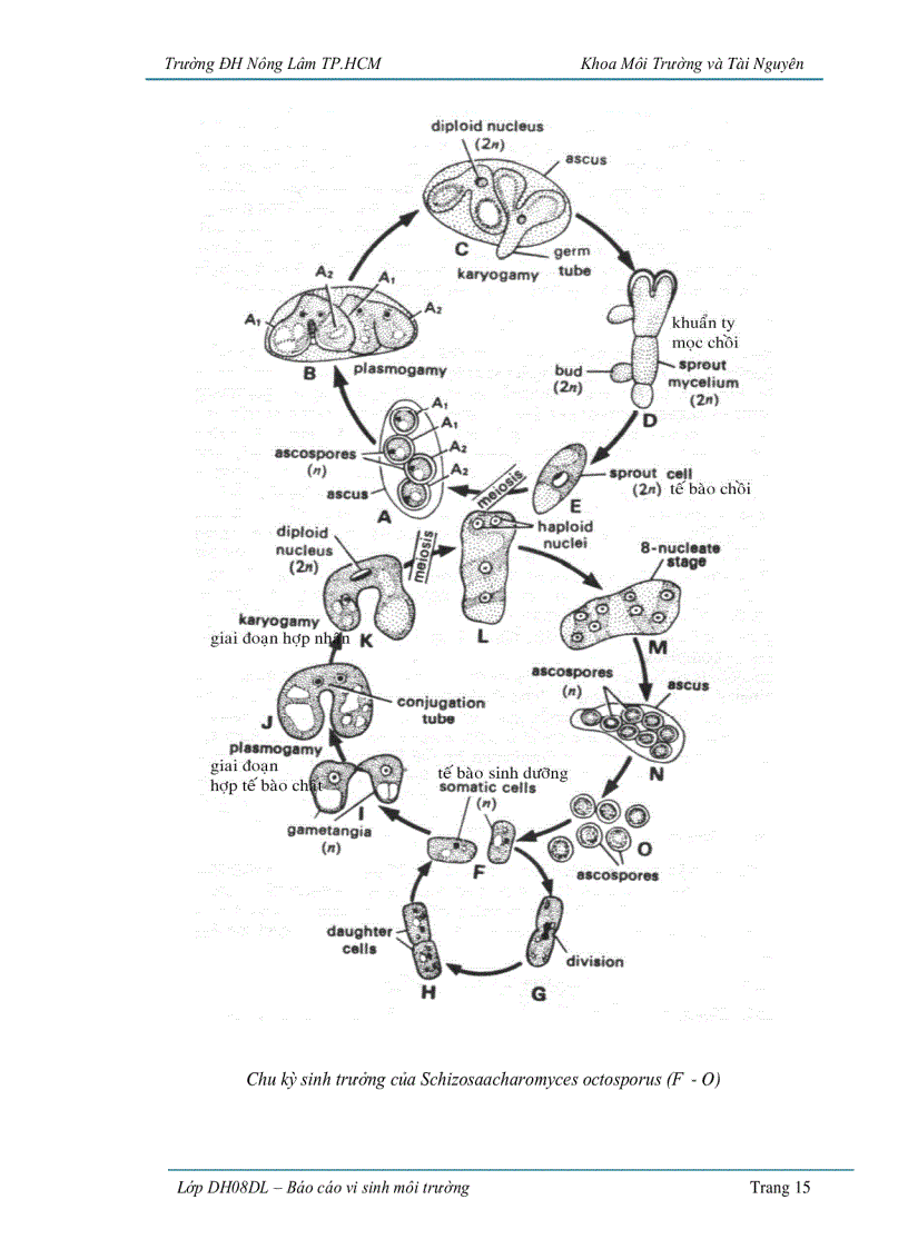 image for page Ứng dụng vi sinh vật trong sản xuất bánh mì