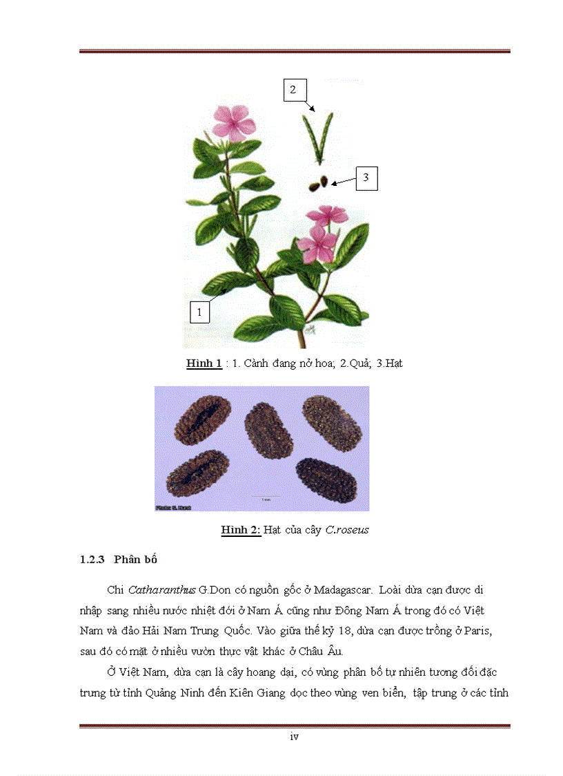 image for page CÂY DỪA CẠN Catharanthus roseus VÀ NHÓM HỢP CHẤT VINCA ALKALOID
