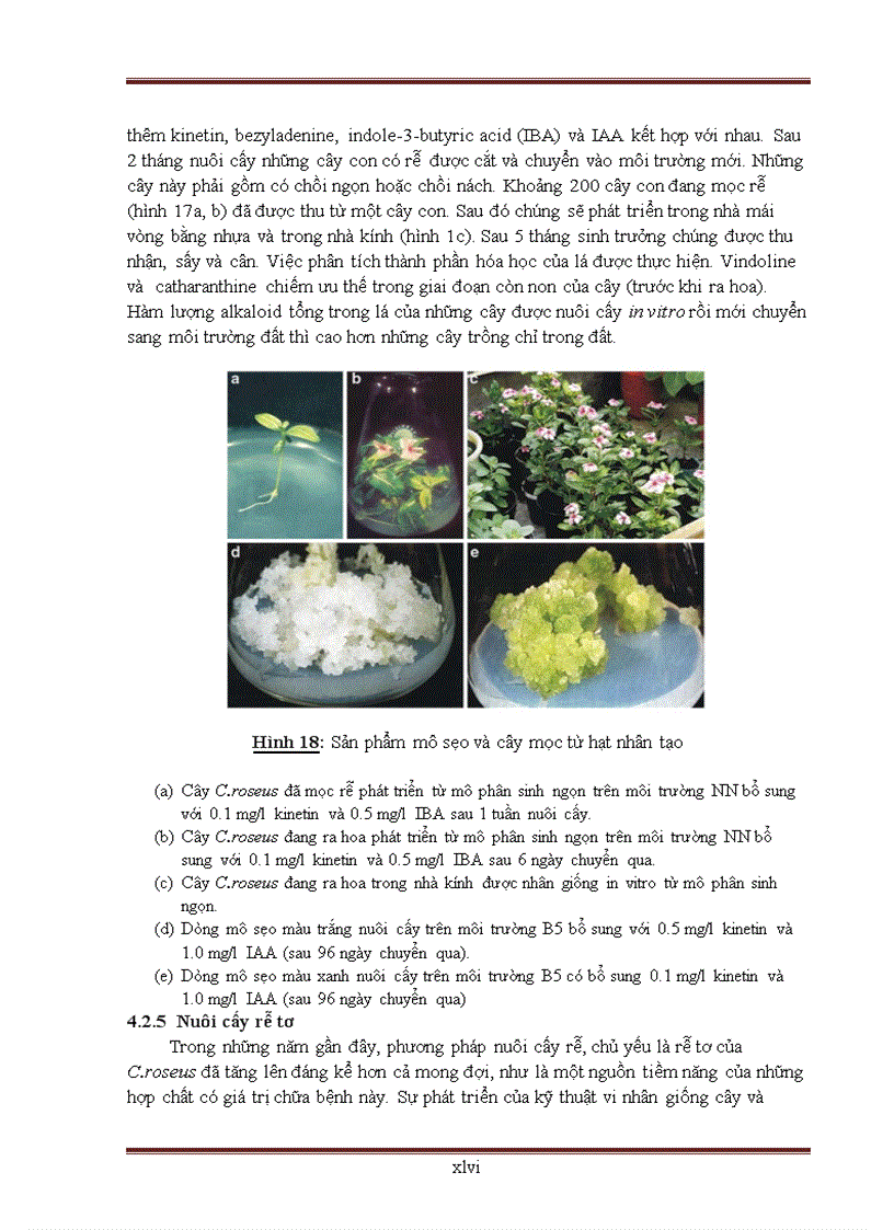 image for page CÂY DỪA CẠN Catharanthus roseus VÀ NHÓM HỢP CHẤT VINCA ALKALOID