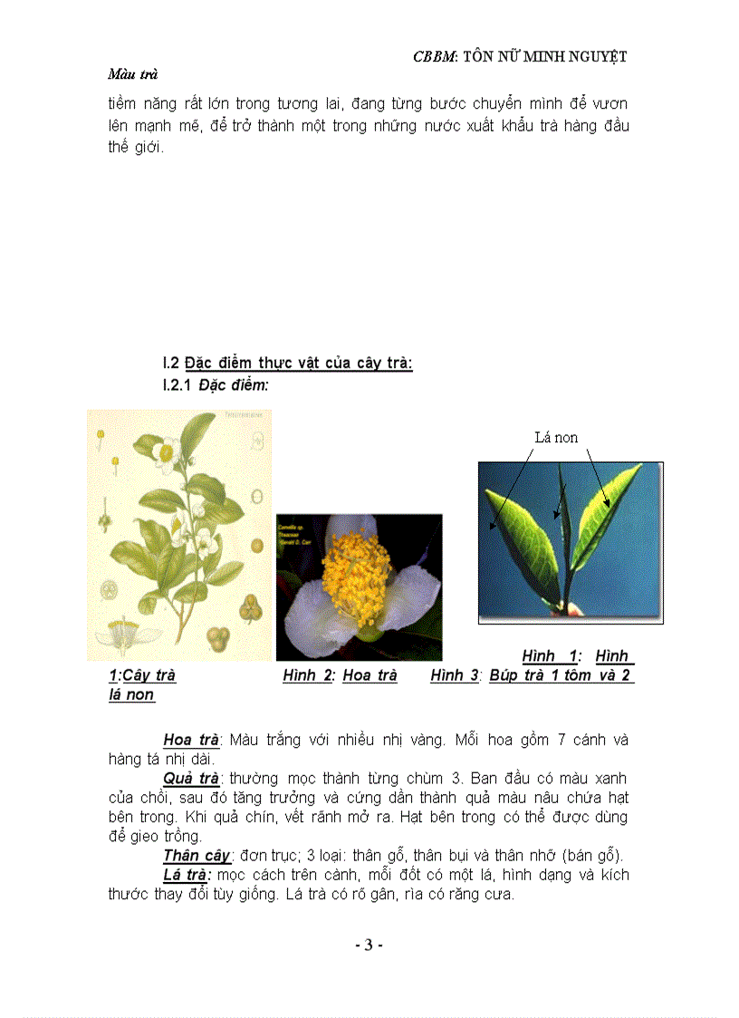 Tìm hiểu về màu trà