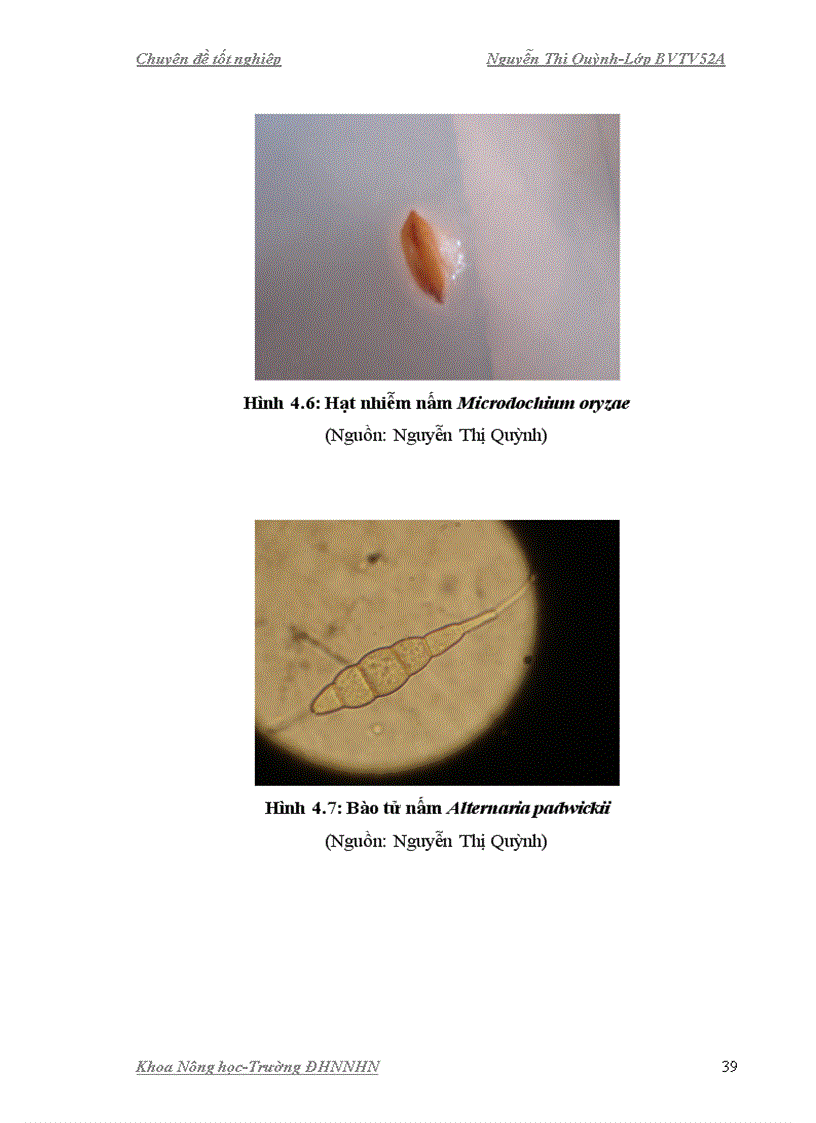 image for page Nghiên cứu ảnh hưởng của chất kích kháng phòng trừ nấm gây bệnh ha i ha t giô ng lu a