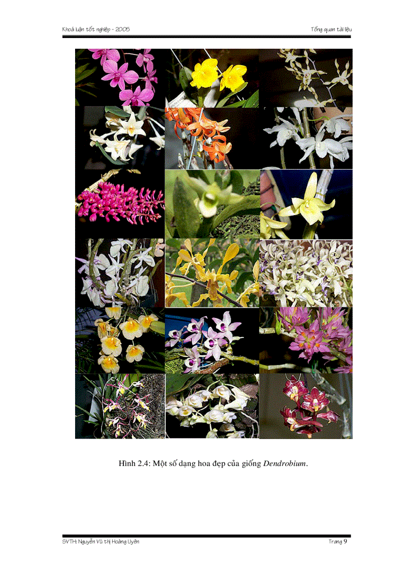 image for page Nhân giống Lan bằng phương pháp gieo hạt Invitro