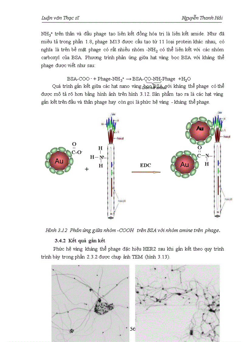 image for page Nghiên cứu các đặc trưng hóa học và tính chất quang của hạt vàng dạng cầu và ứng dụng trong đánh dấu kháng thể đơn dòng đặc hiệu HER2