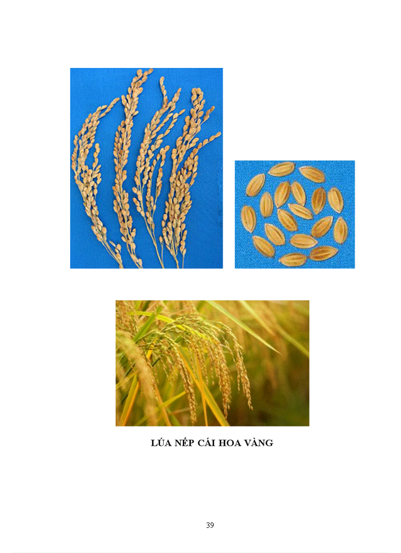 image for page Tìm hiểu chọn giống vật nuôi và cây trồng