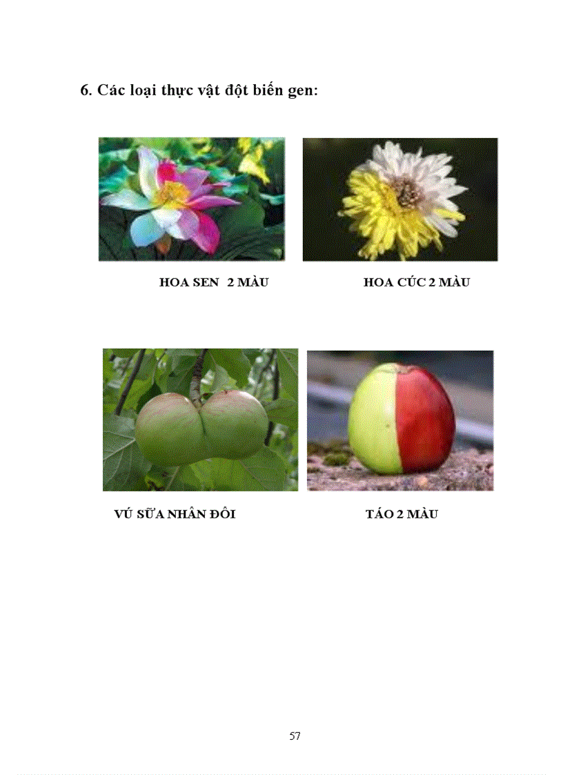 image for page Tìm hiểu chọn giống vật nuôi và cây trồng