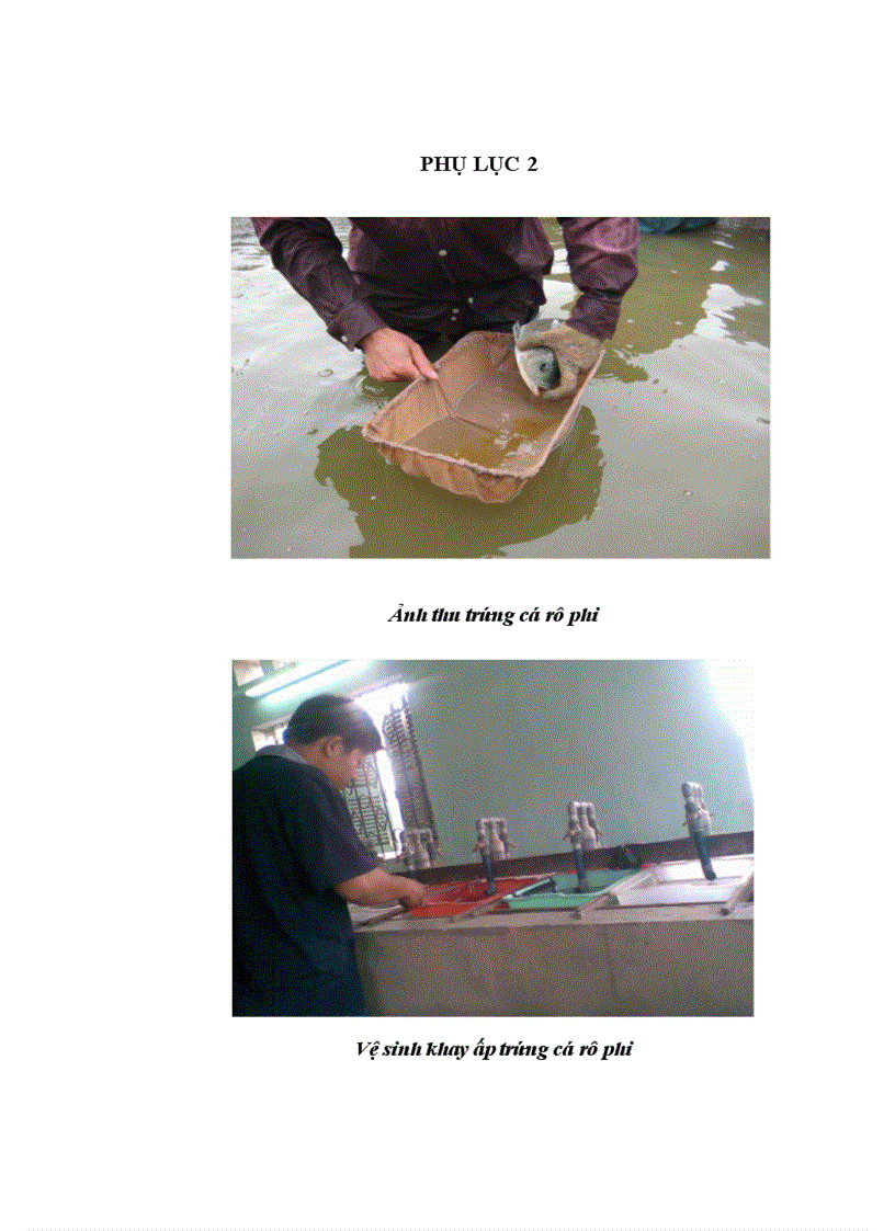image for page Thực hiện quy trình sản xuất cá rô phi đơn tính đực 21 ngày tuổi bằng phương pháp cho ăn thức ăn trộn hoormone 17 methyltestosterone