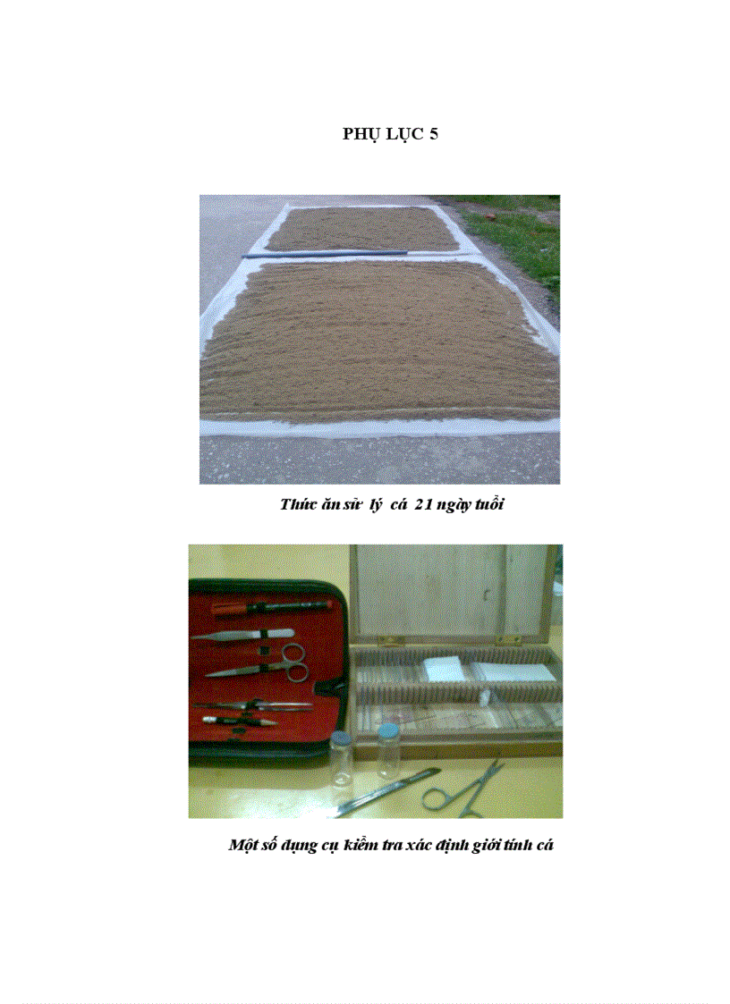 image for page Thực hiện quy trình sản xuất cá rô phi đơn tính đực 21 ngày tuổi bằng phương pháp cho ăn thức ăn trộn hoormone 17 methyltestosterone
