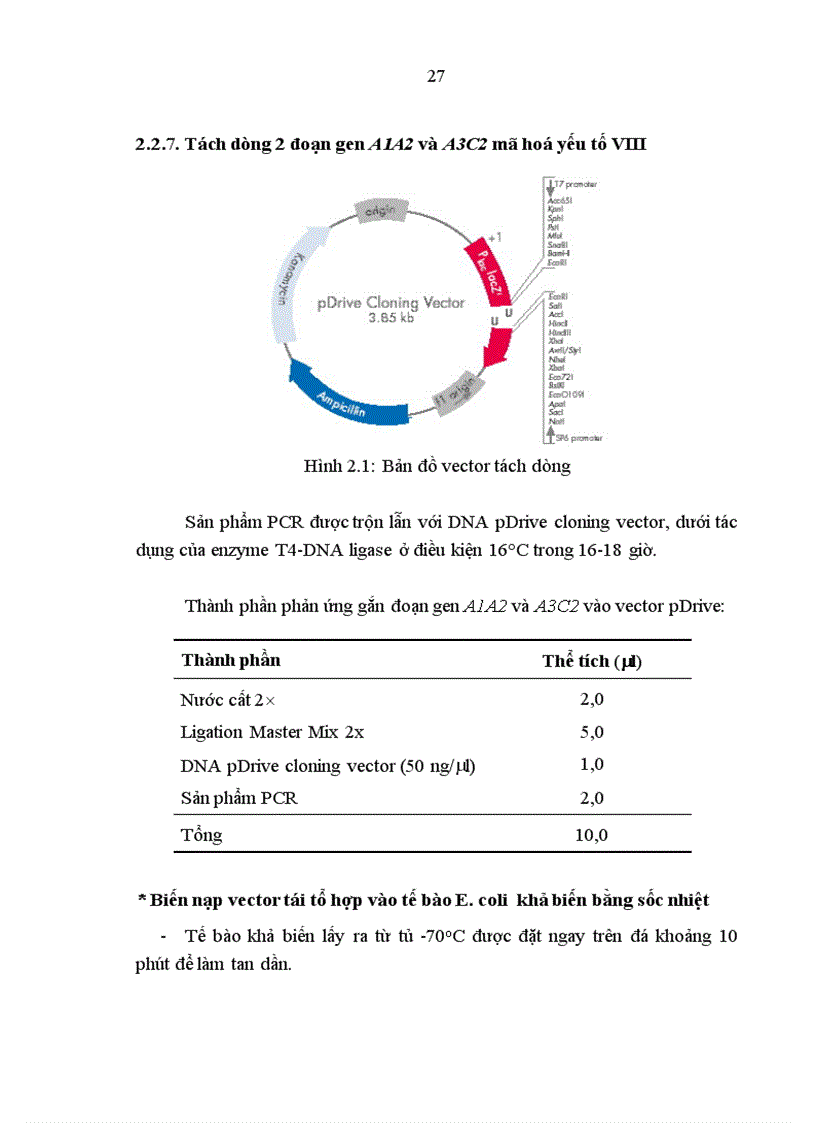 image for page Tạo dòng và thiết kế vector biểu hiện gen mã hóa yếu tố VIII của người
