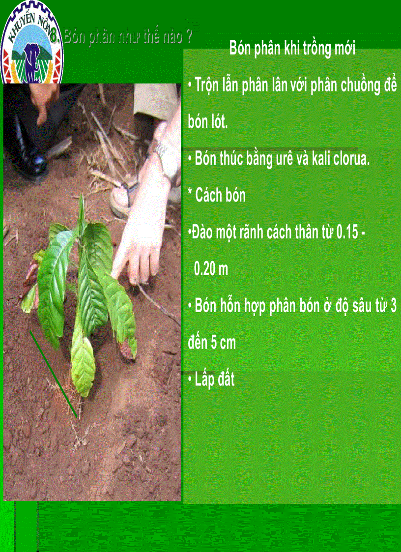 image for page Dinh dưỡng cây cà phê