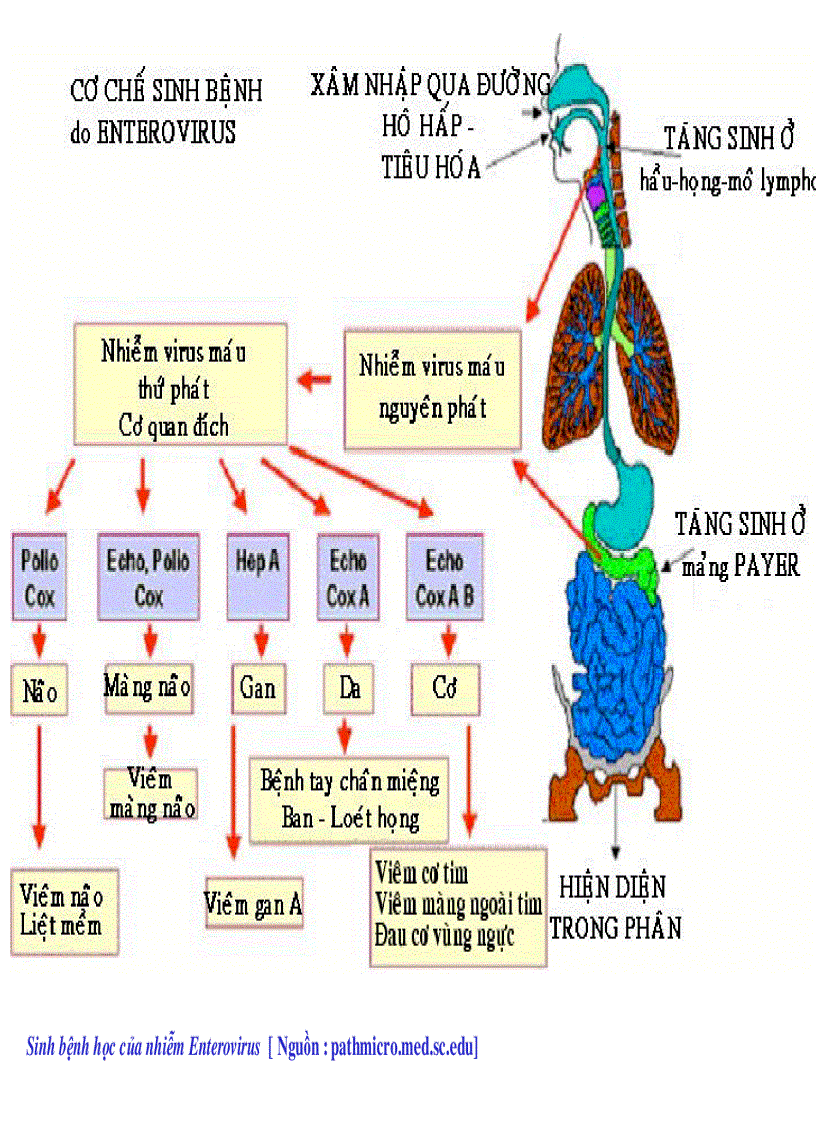 image for page BG Bệnh Tay Chân Miệng