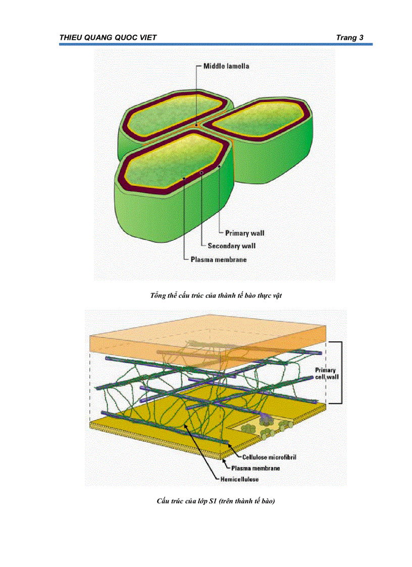 Biomass Phần 1 Tế bào thực vật