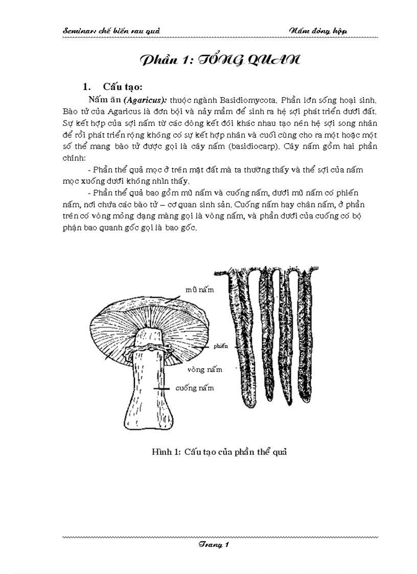 Nấm đóng hộp