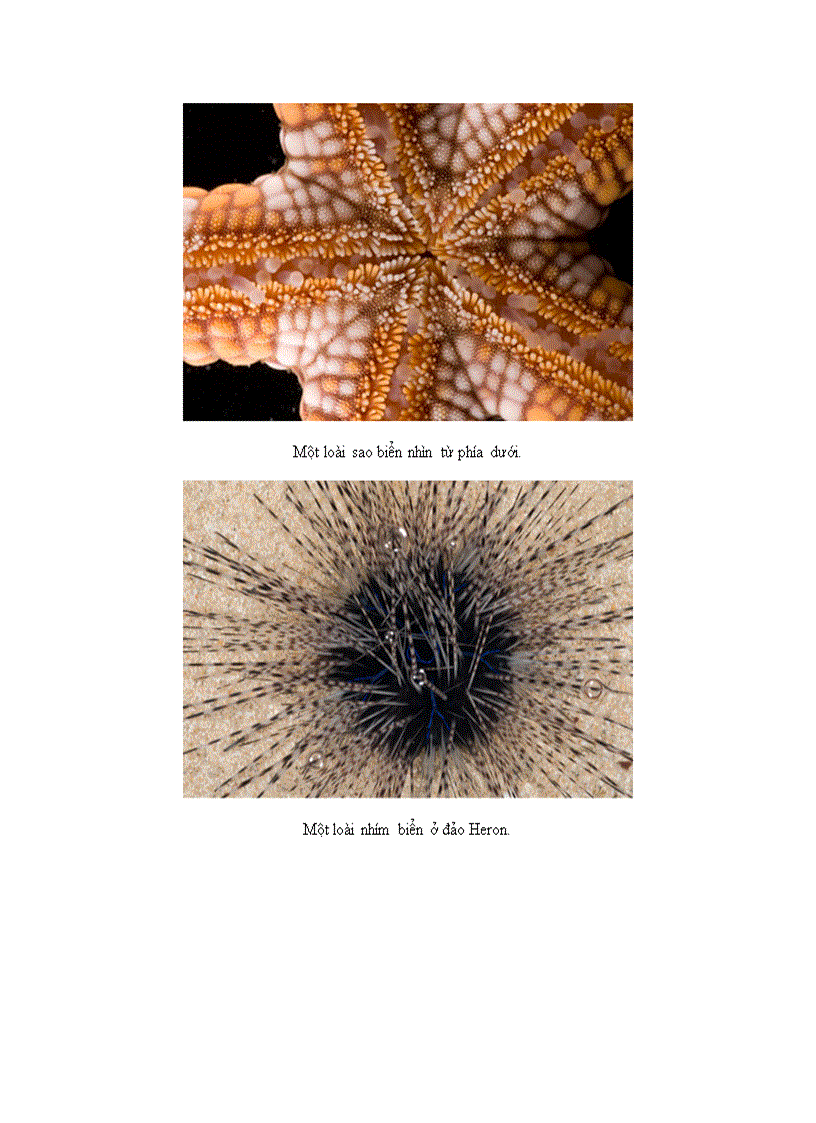 image for page 10 sinh vật biển chưa từng nhìn thấy