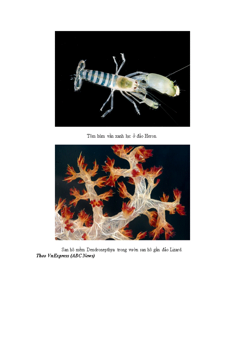 image for page 10 sinh vật biển chưa từng nhìn thấy