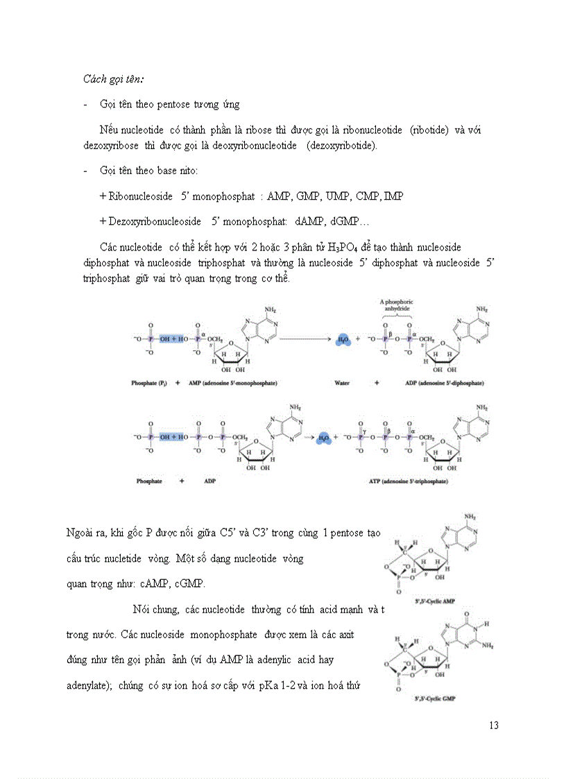 image for page Acid Nucleic