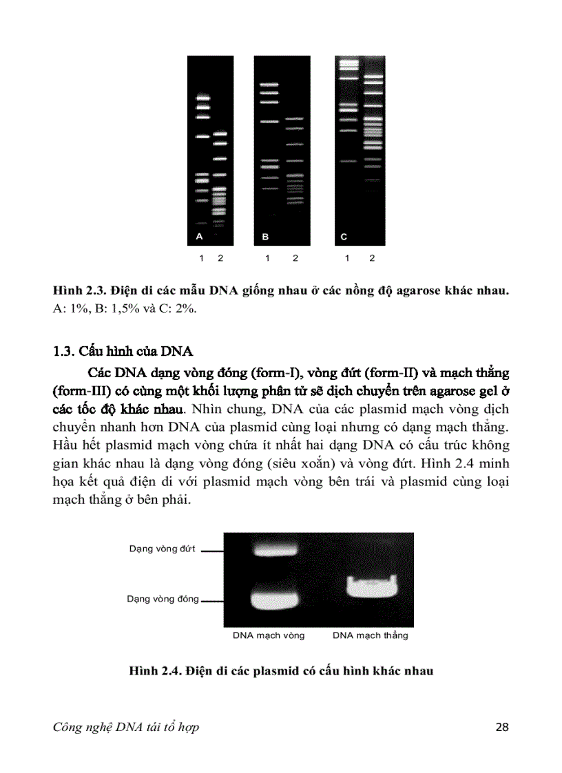 image for page Adn tái tổ hợp