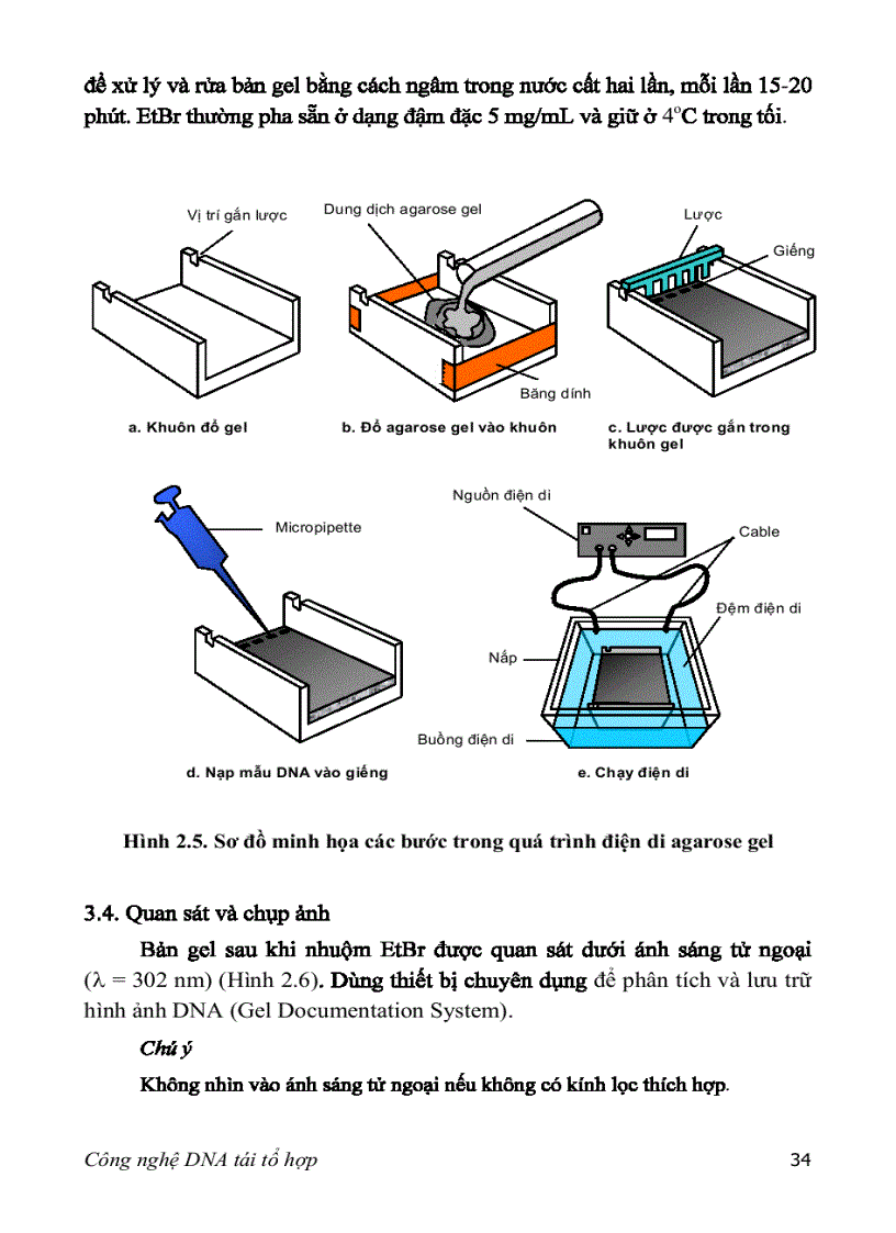 image for page Adn tái tổ hợp