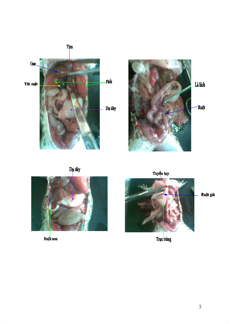 image for page Báo cáo shcndv