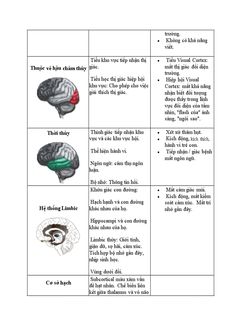 Cấu trúc não bộ