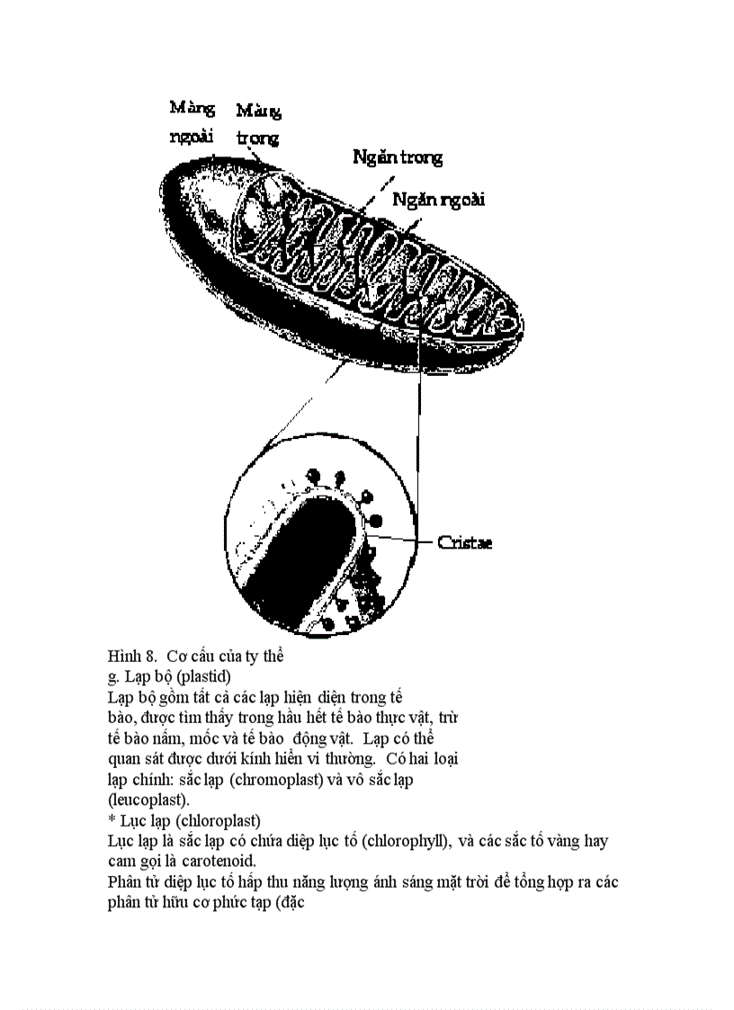 Cấu trúc tế bào chân hạch