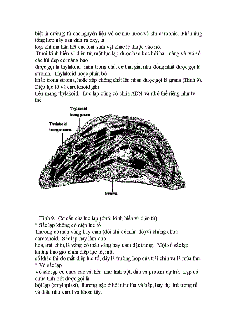 image for page Cấu trúc tế bào chân hạch