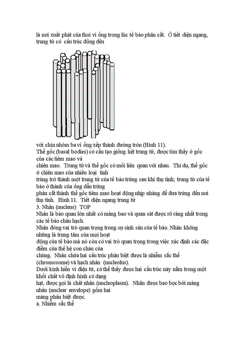 image for page Cấu trúc tế bào chân hạch