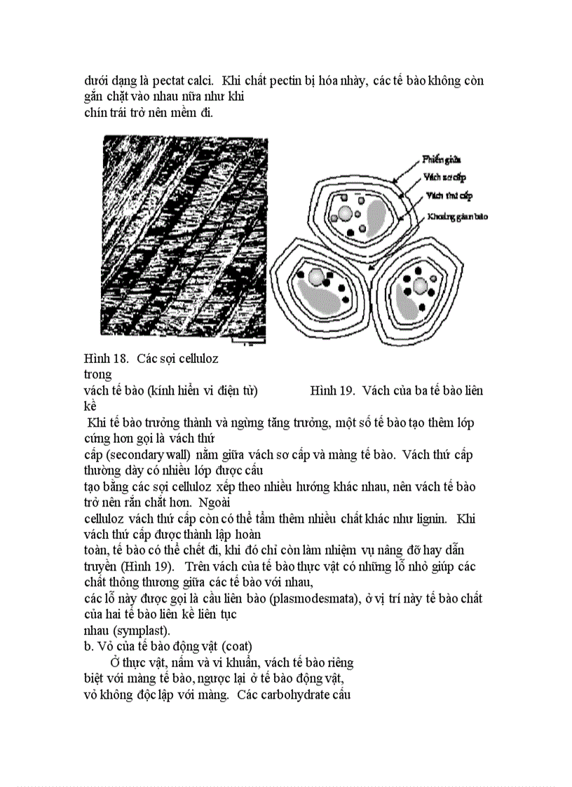 image for page Cấu trúc tế bào chân hạch