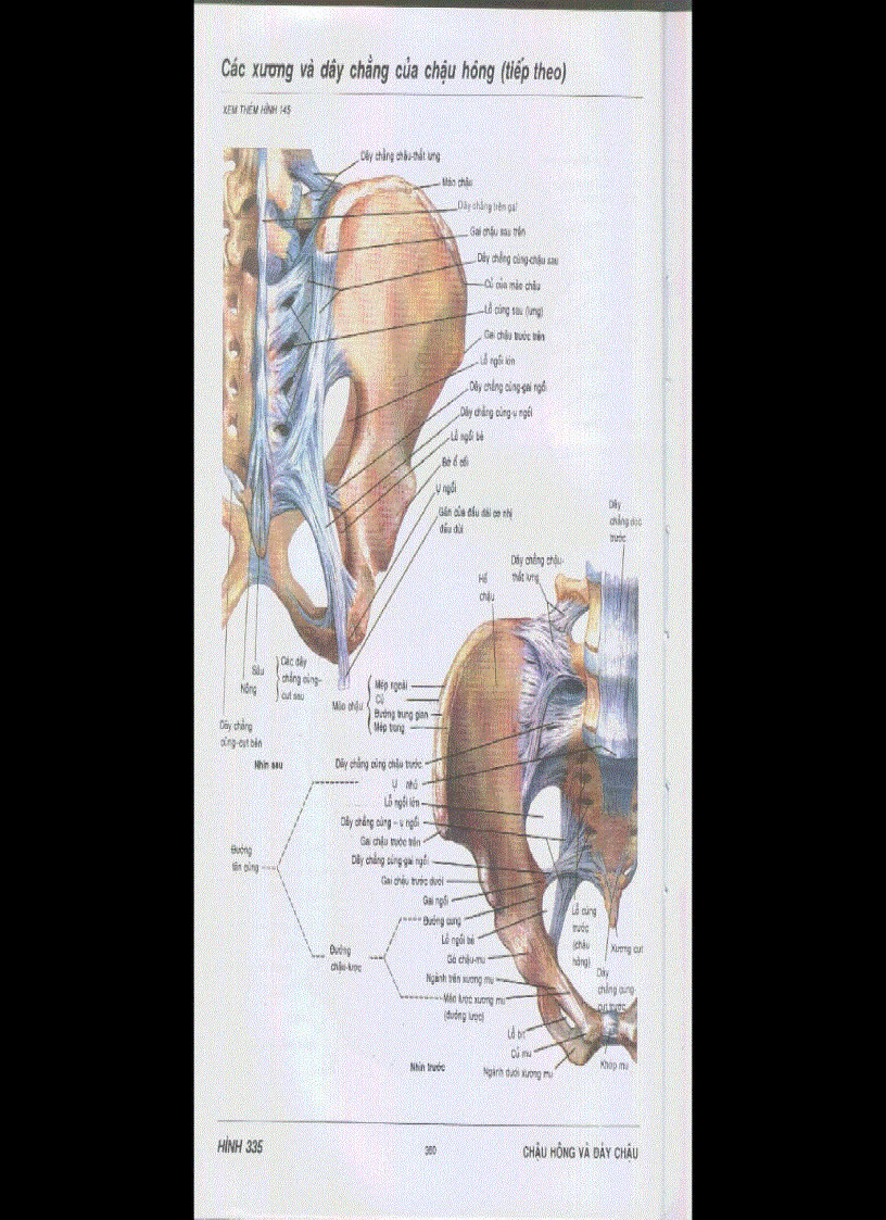 image for page Chậu hông
