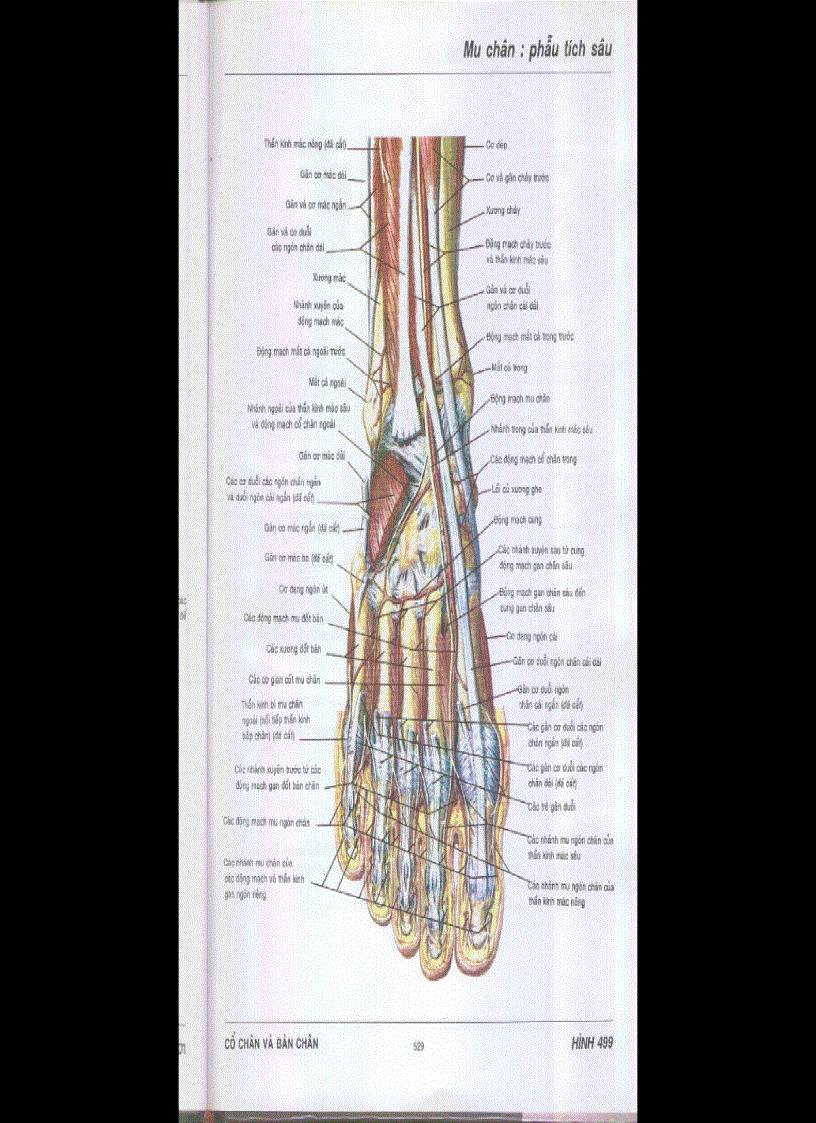 image for page Chi dưới