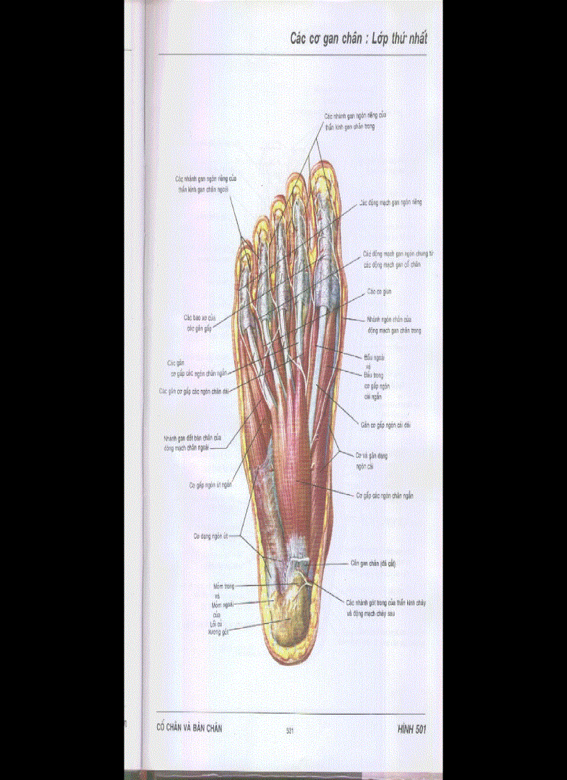 image for page Chi dưới