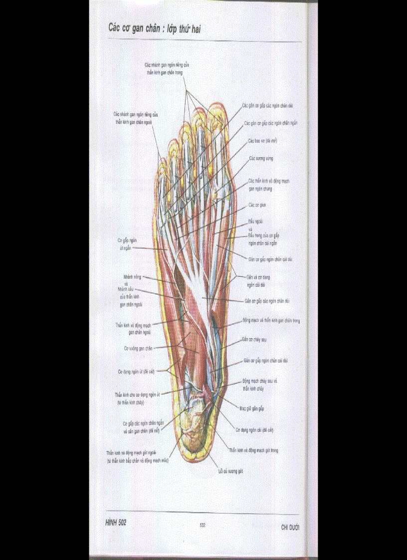 image for page Chi dưới