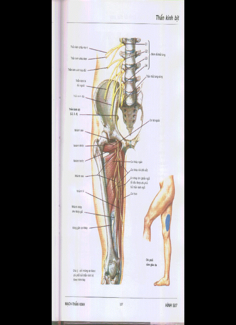 image for page Chi dưới