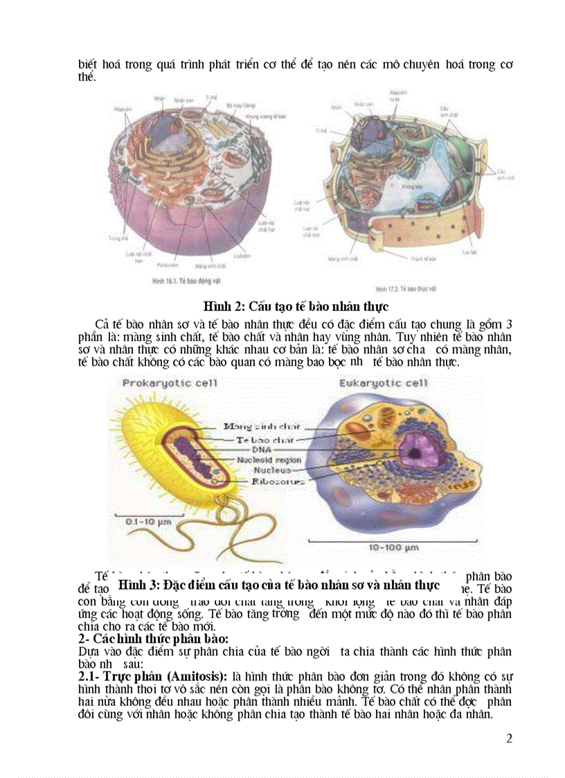 Chu kỳ tế bào và sự phân bào
