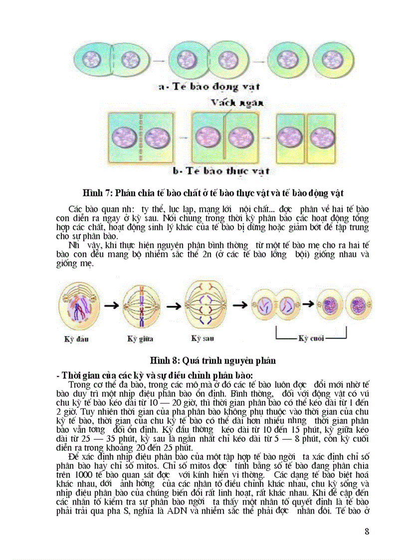 image for page Chu kỳ tế bào và sự phân bào