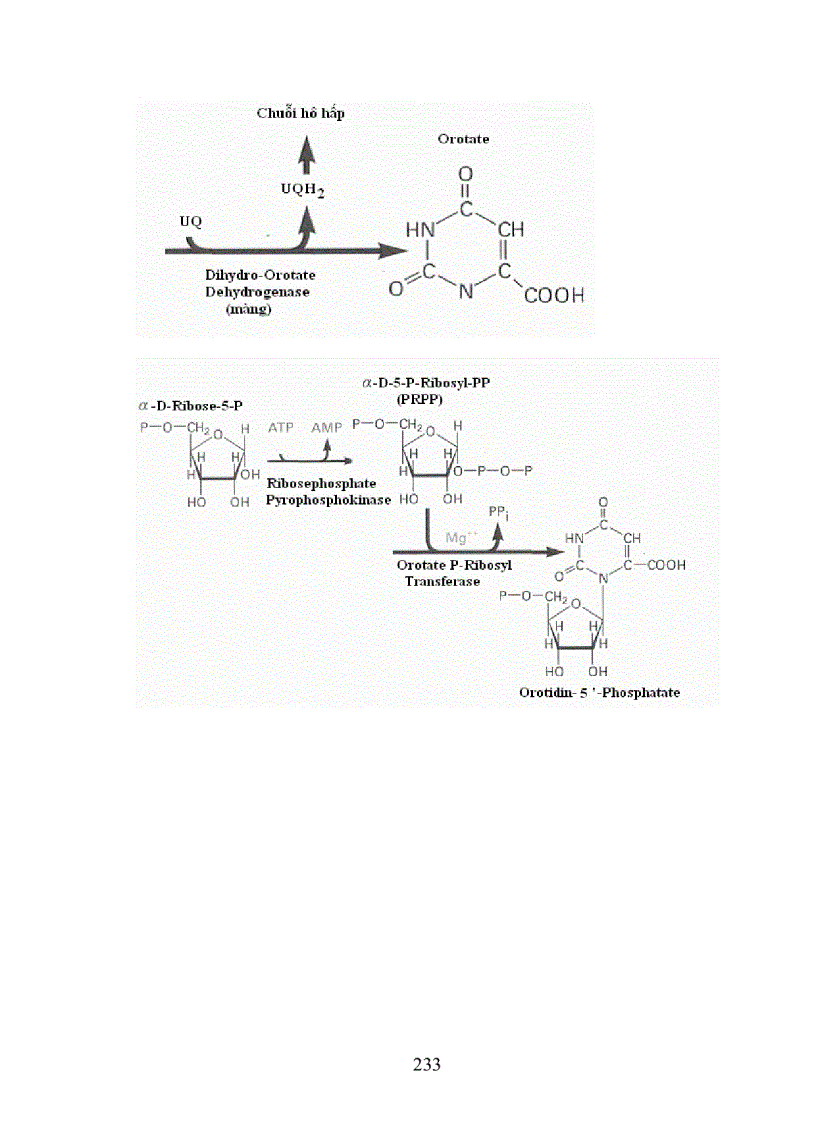 image for page Chuyen hoa ãit nucleic