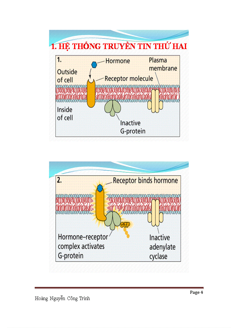 image for page Cơ chế và tác dụng của Hormon