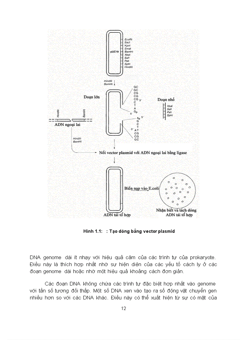 image for page Cong nghe chuyen gen dong thuc vat