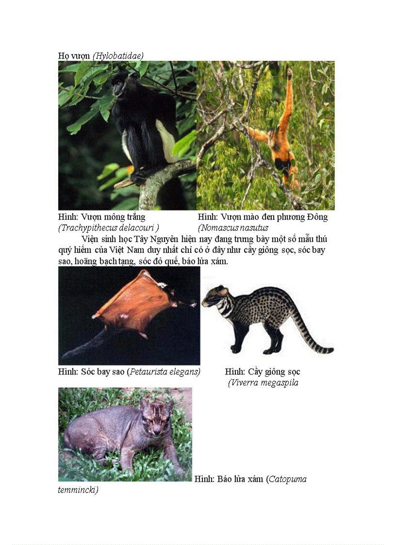image for page Da dạng động thực vật rừng tay nguyên