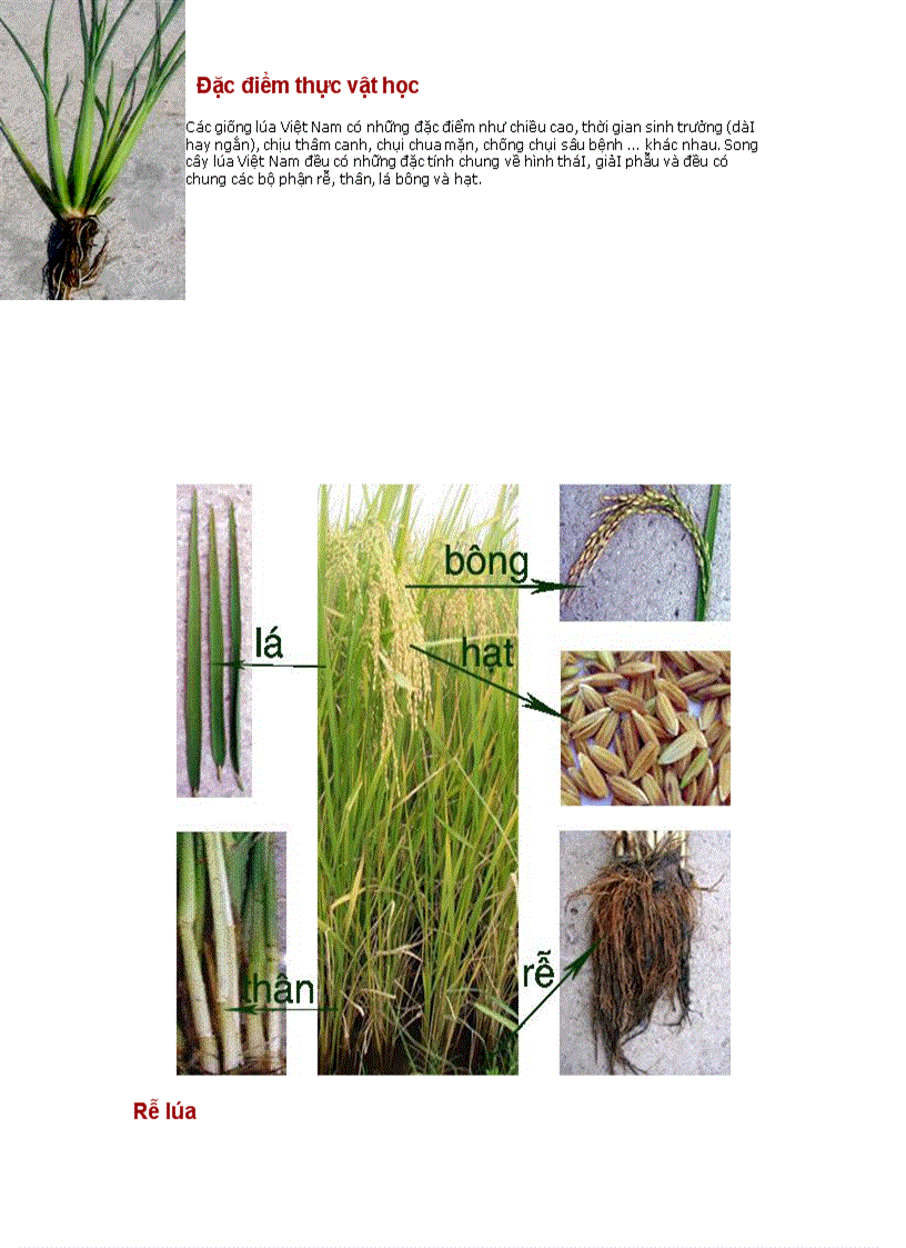 Đặc điểm thực vật học của cây lúa