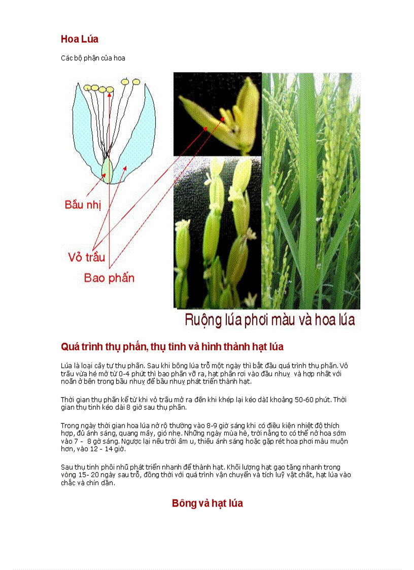 Đặc điểm thực vật học của cây lúa