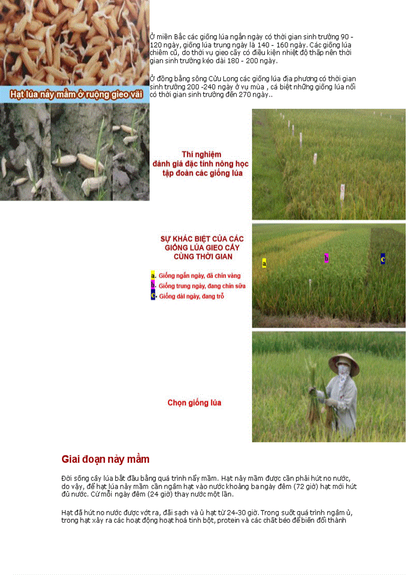 image for page Đặc điểm thực vật học của cây lúa