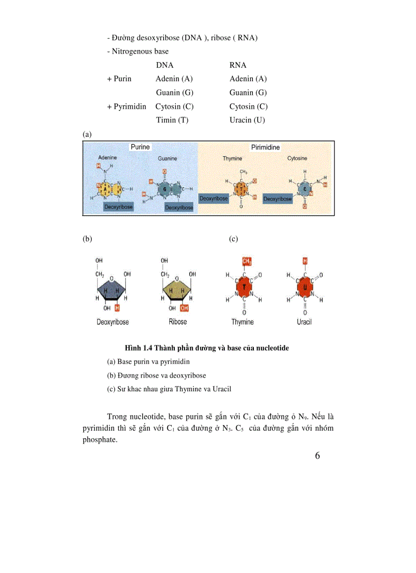 image for page Di truyền học