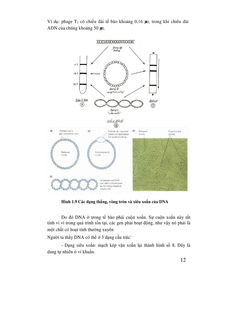 image for page Di truyền học